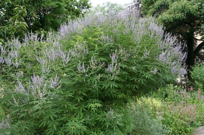 Vitex agnus-castus